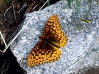 Photo of a butterfly on a rock
